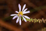 Walter's aster